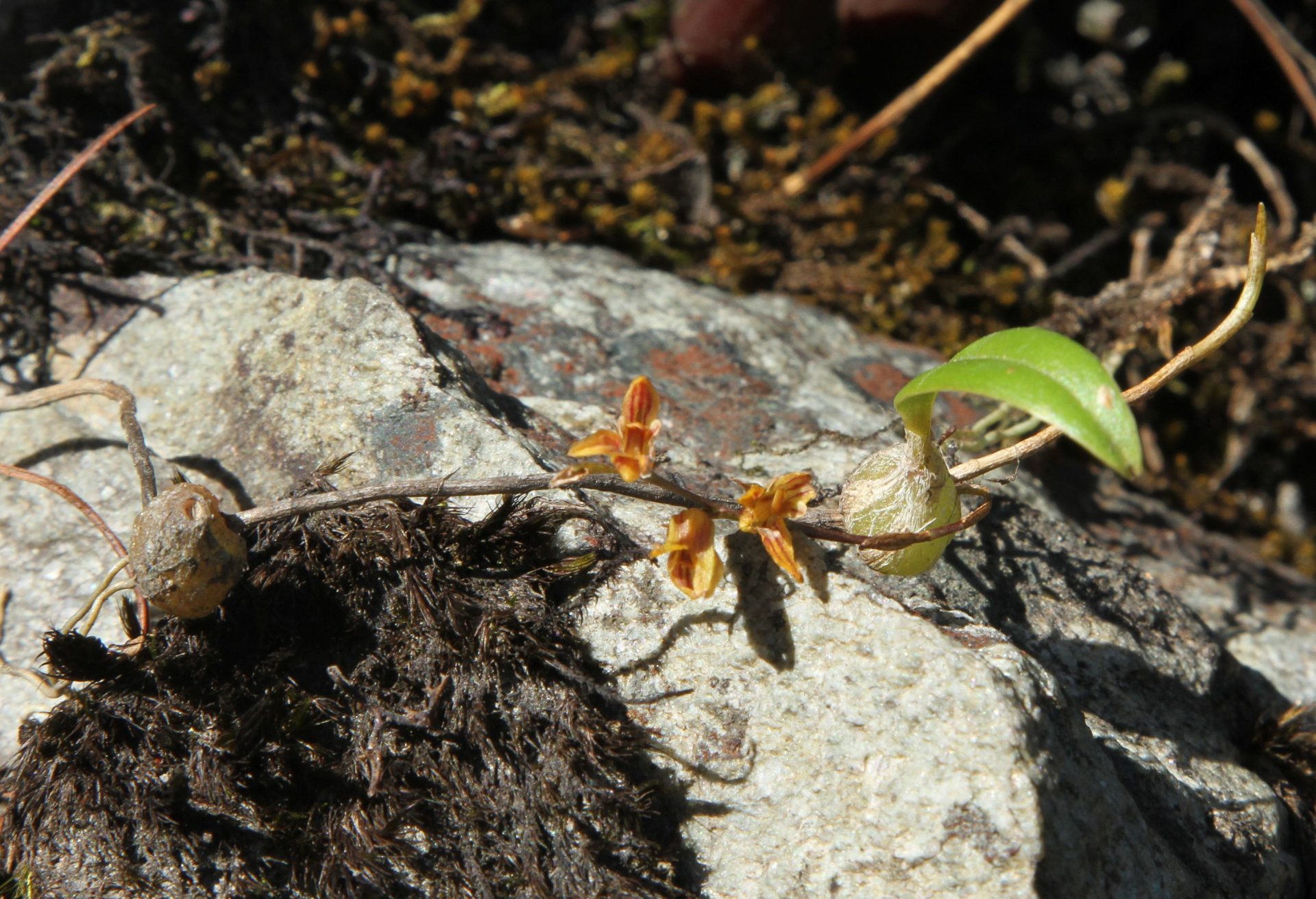 Bulbophyllum striatum — Orchideaceae