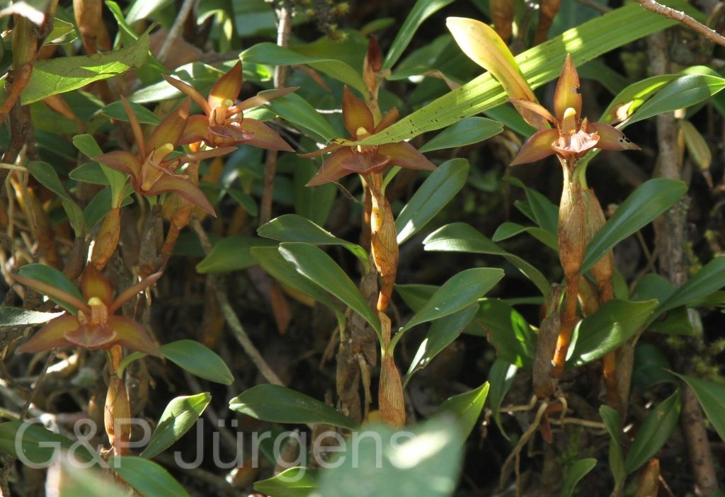 Bhutan2012 1358