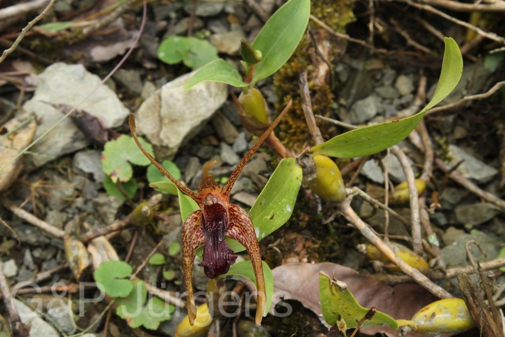Bhutan2012 1365