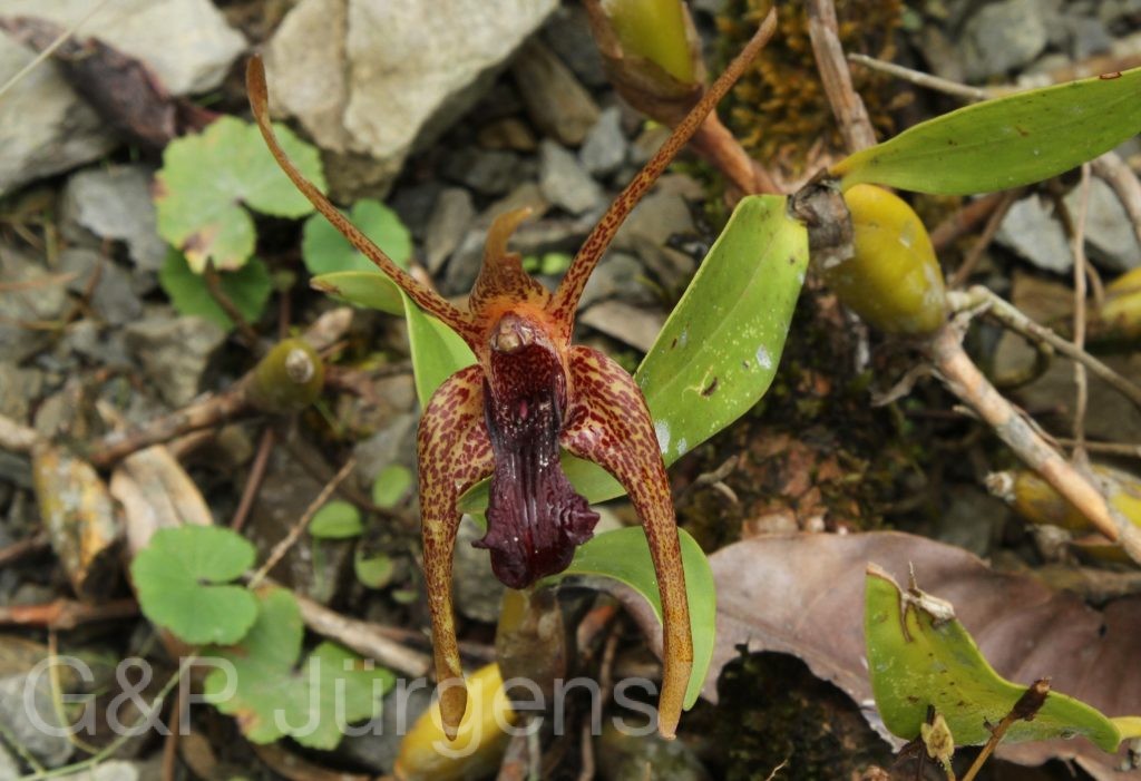 Bhutan2012 1366