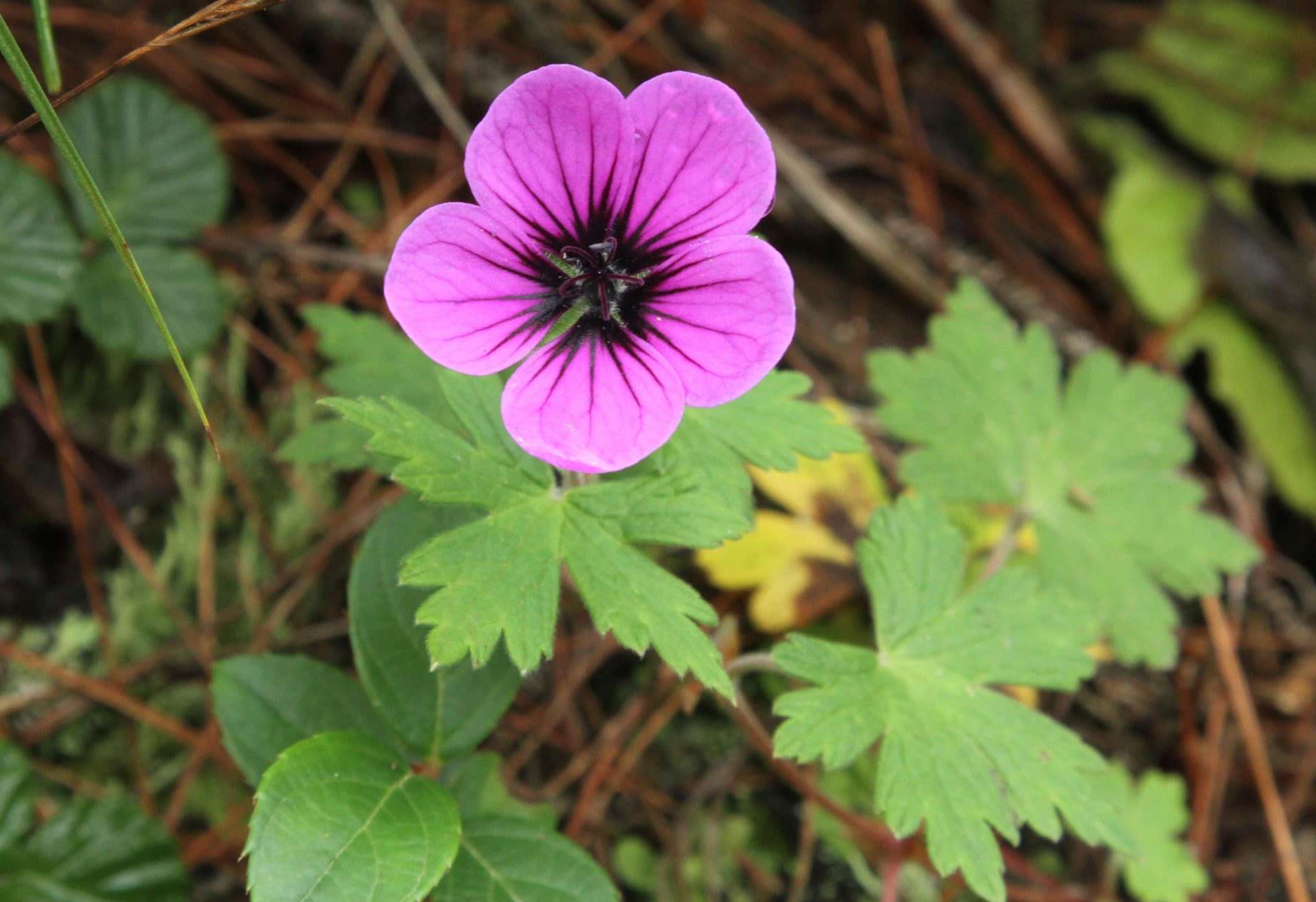 Geranium procurrens — Geraniaceae
