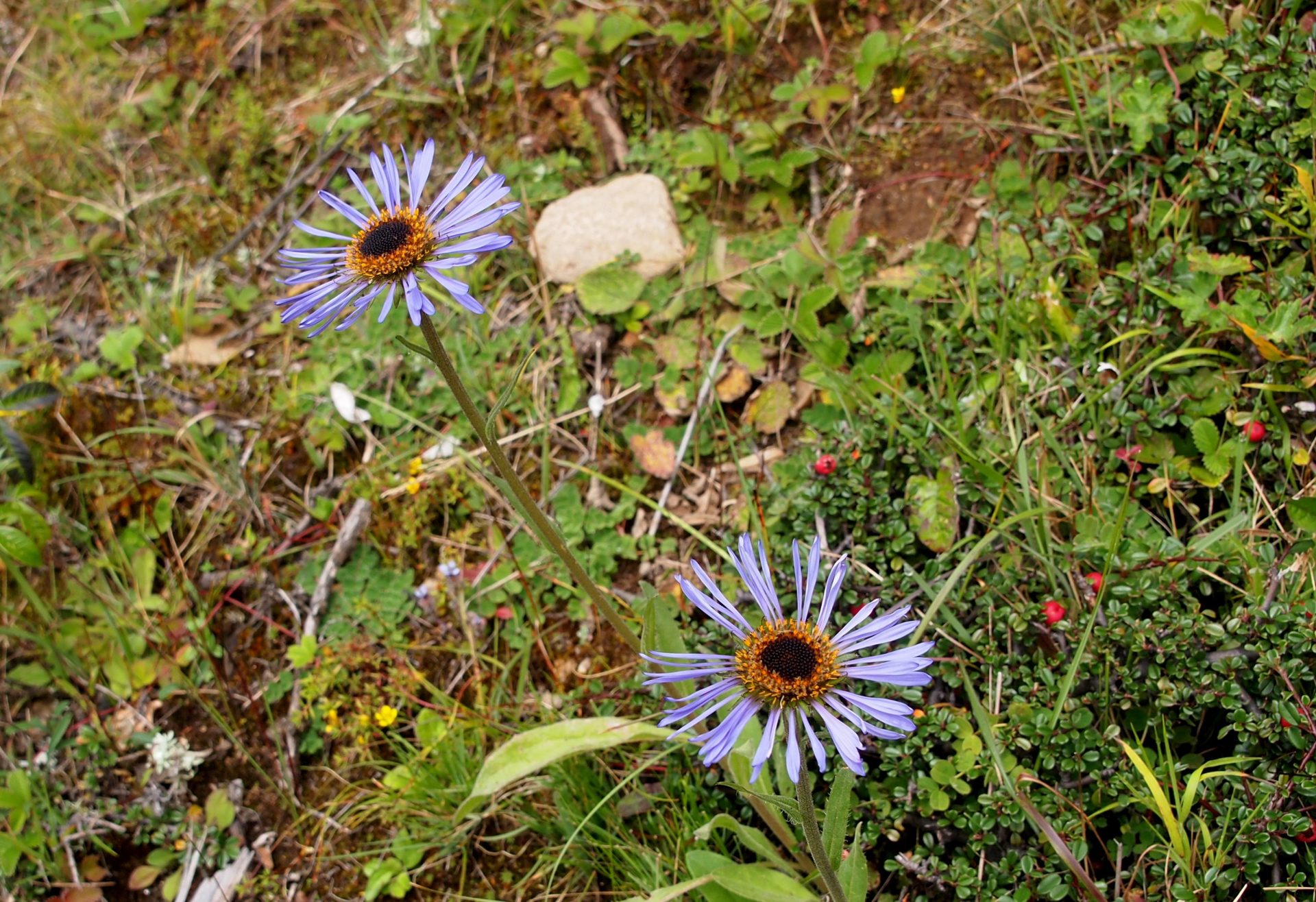 Aster diplostephioides — Asteraceae