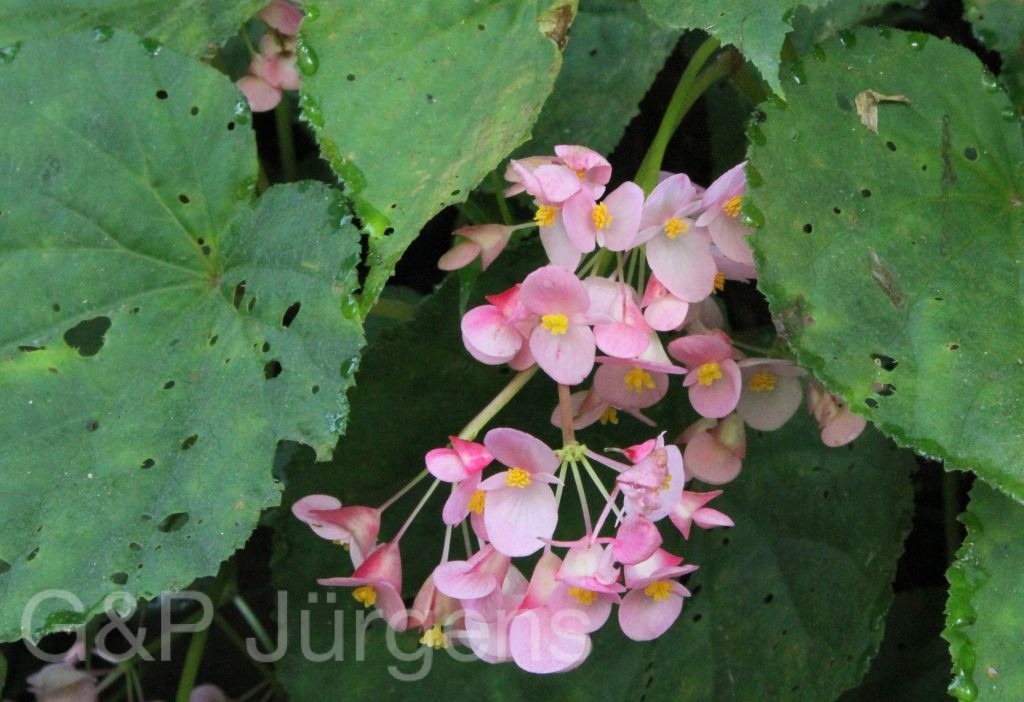 Bhutan2012 481