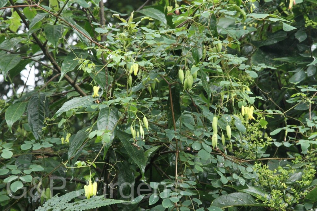 Bhutan2012 678