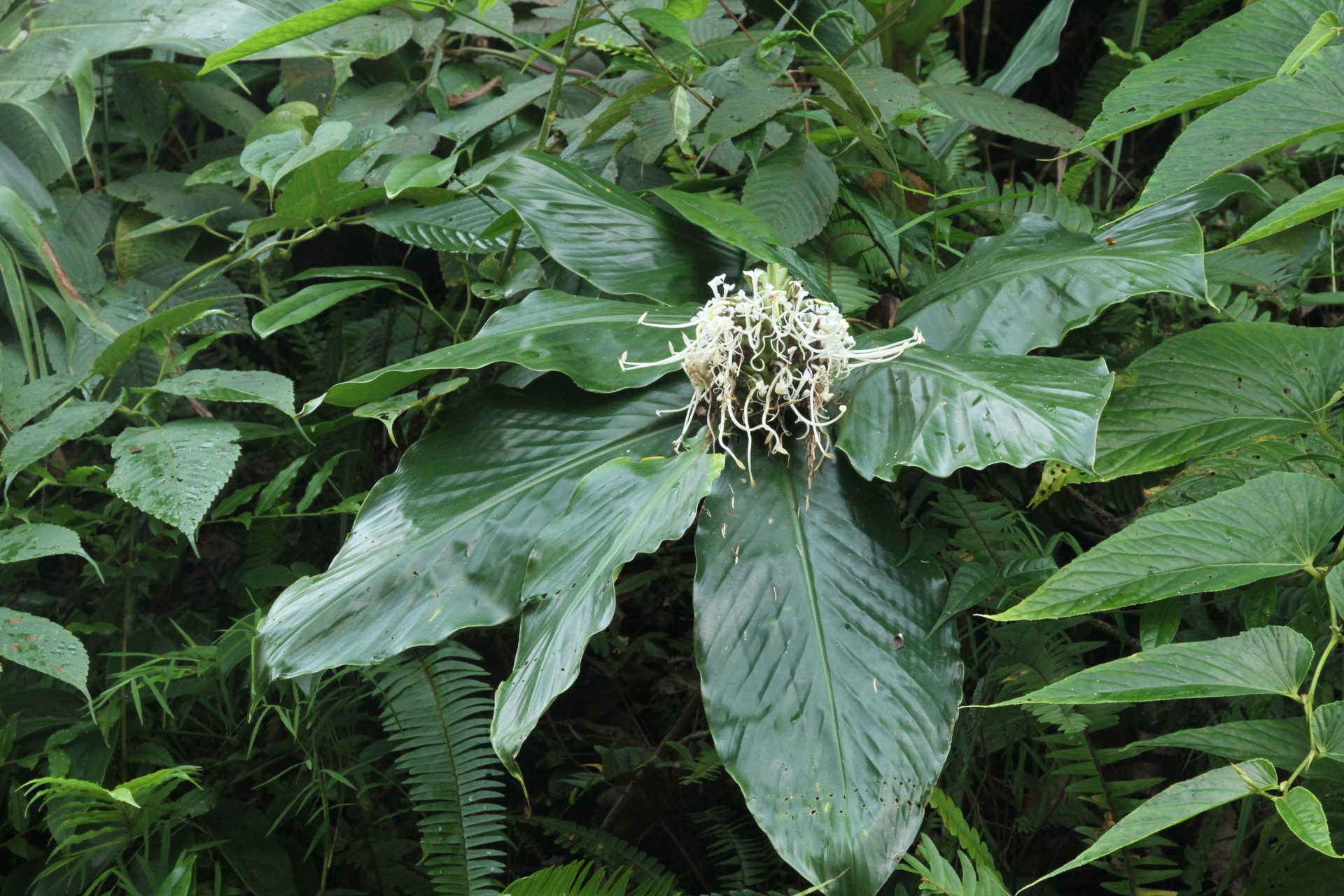 Hedychium thyrsiforme — Zingiberacaea