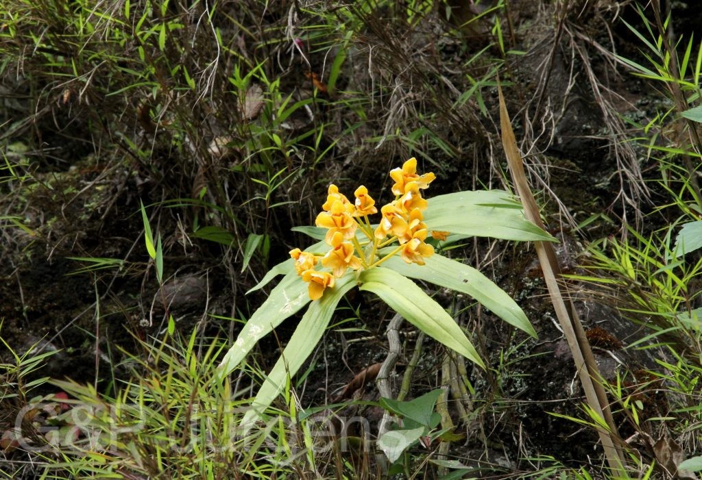 Bhutan2012 754