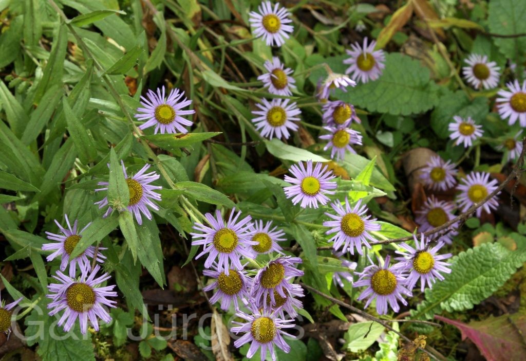 Bhutan2012 866