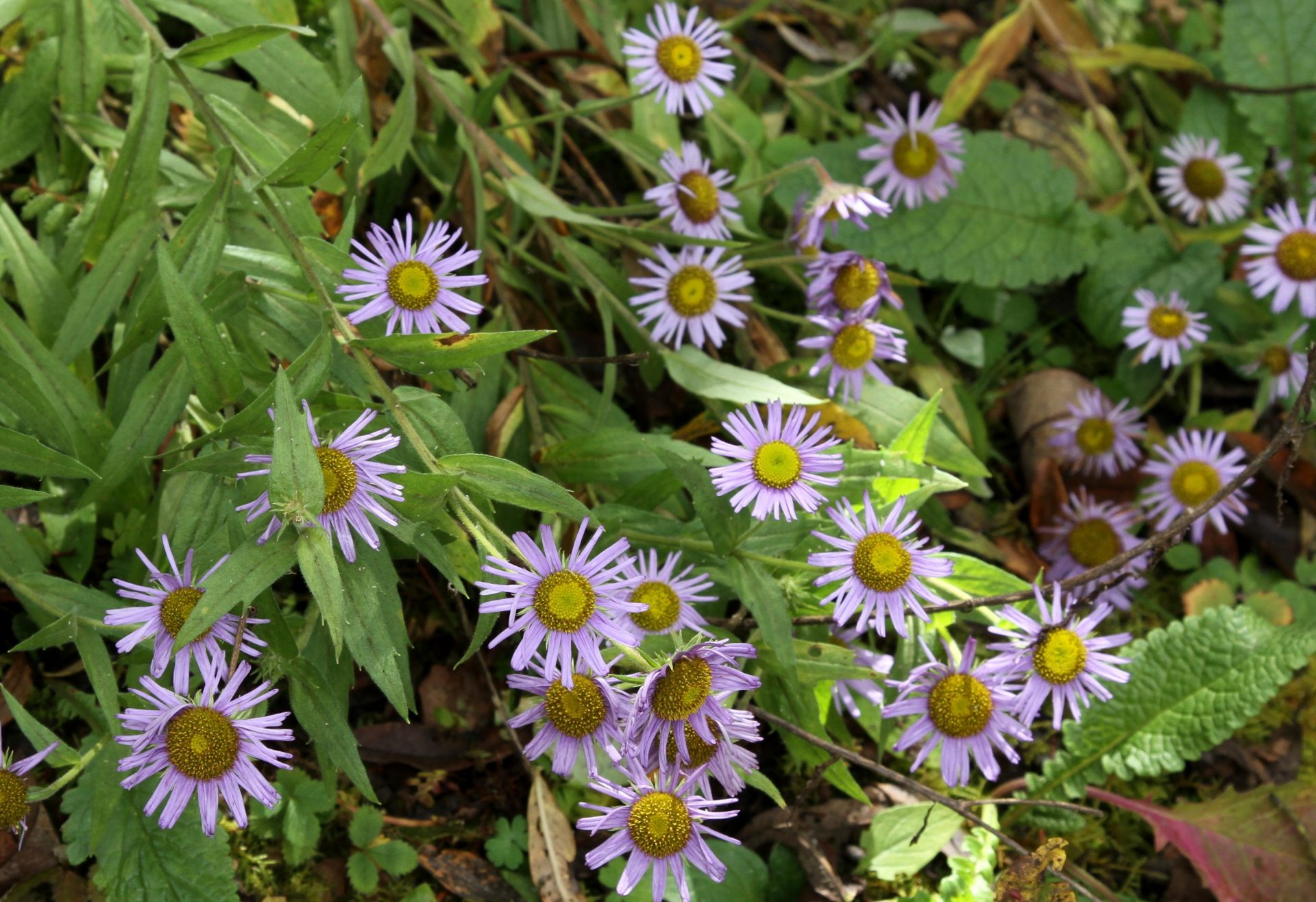 Aster ageratoides — Asteraceae