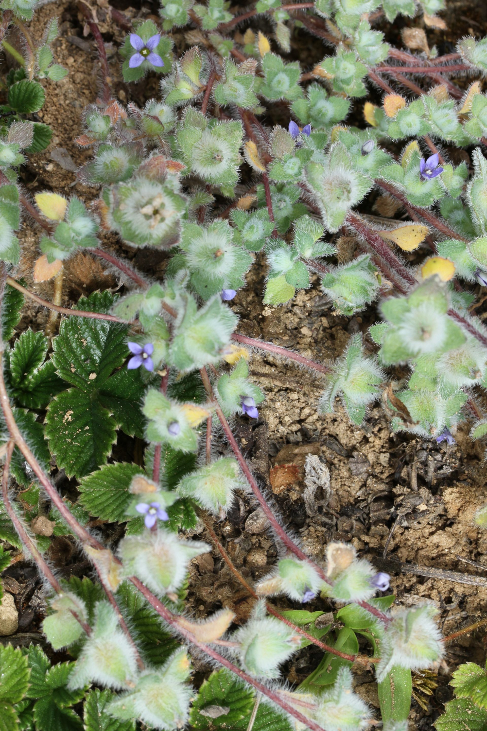 Cyananthus hookeri — Campanulaceae