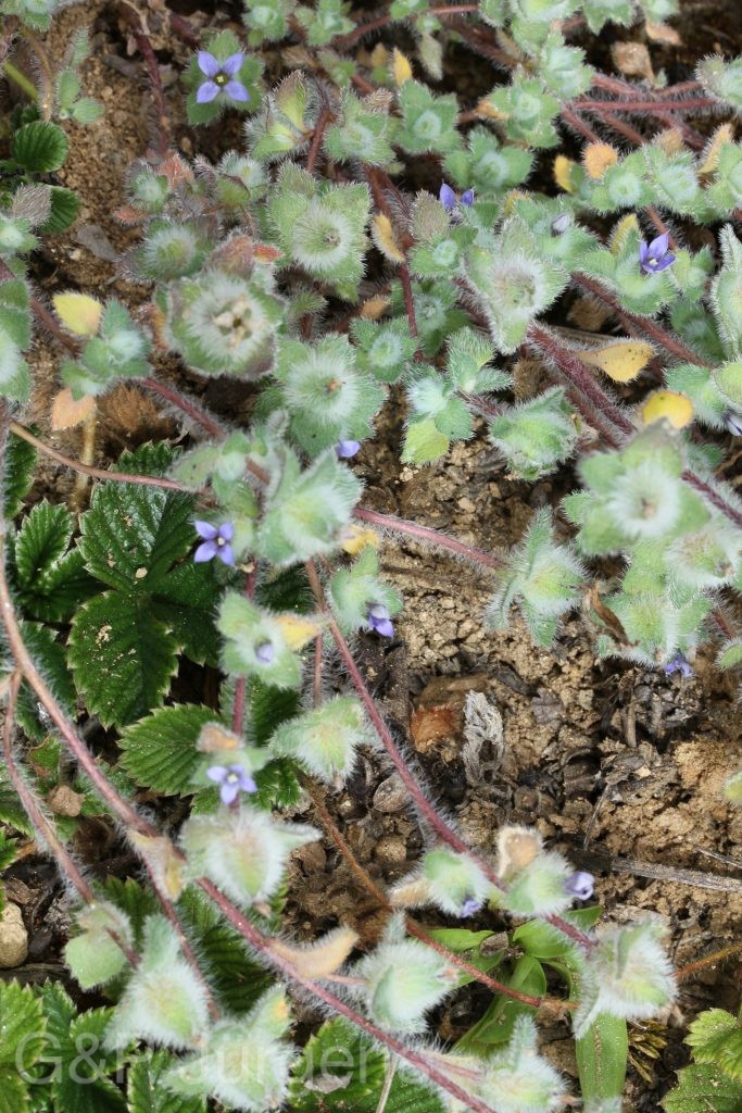Bhutan2012 881