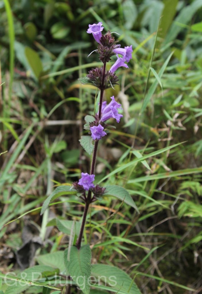 Bhutan2012 955