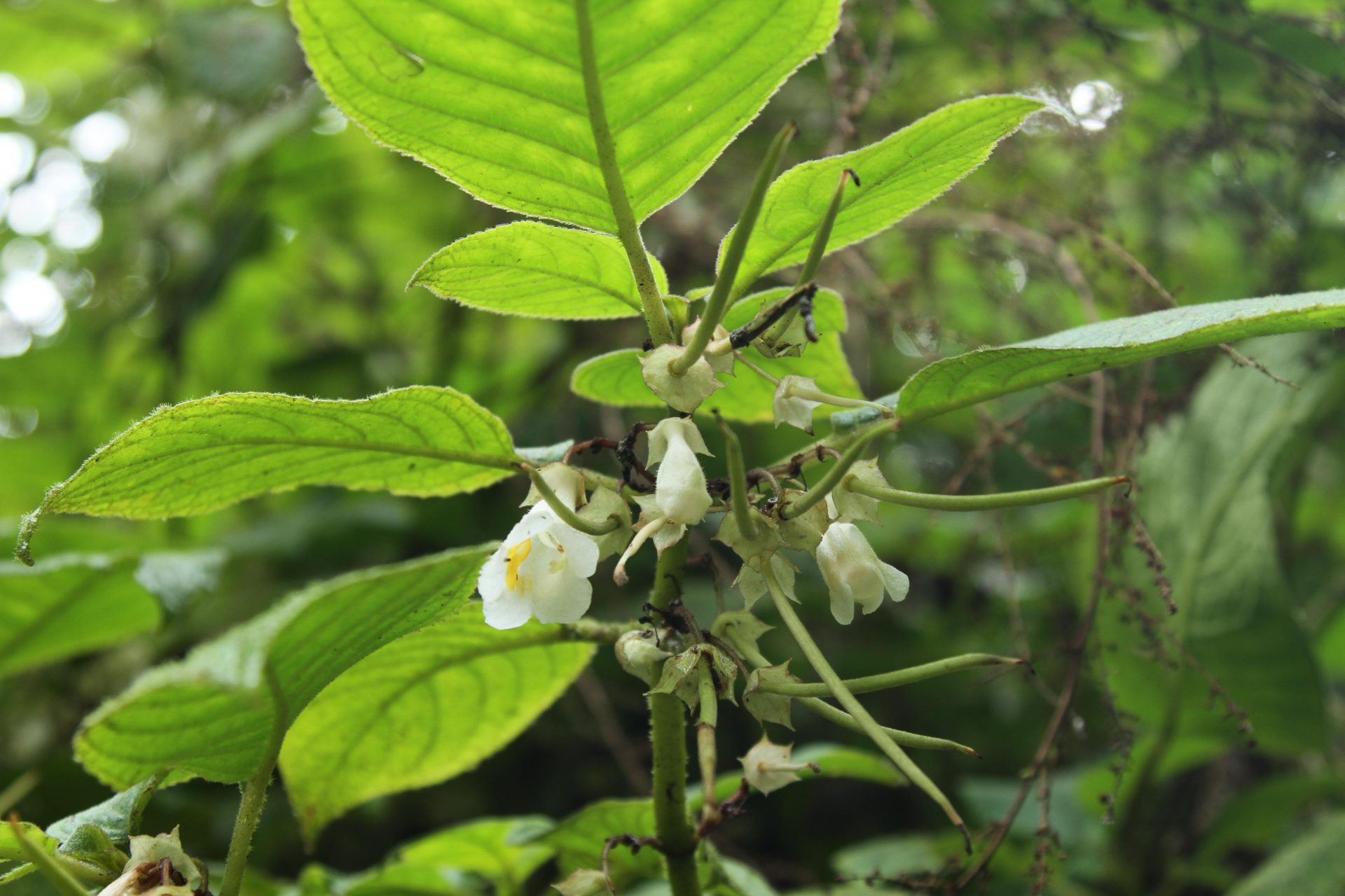 Lysionotus pubescens — Didymocarpinae