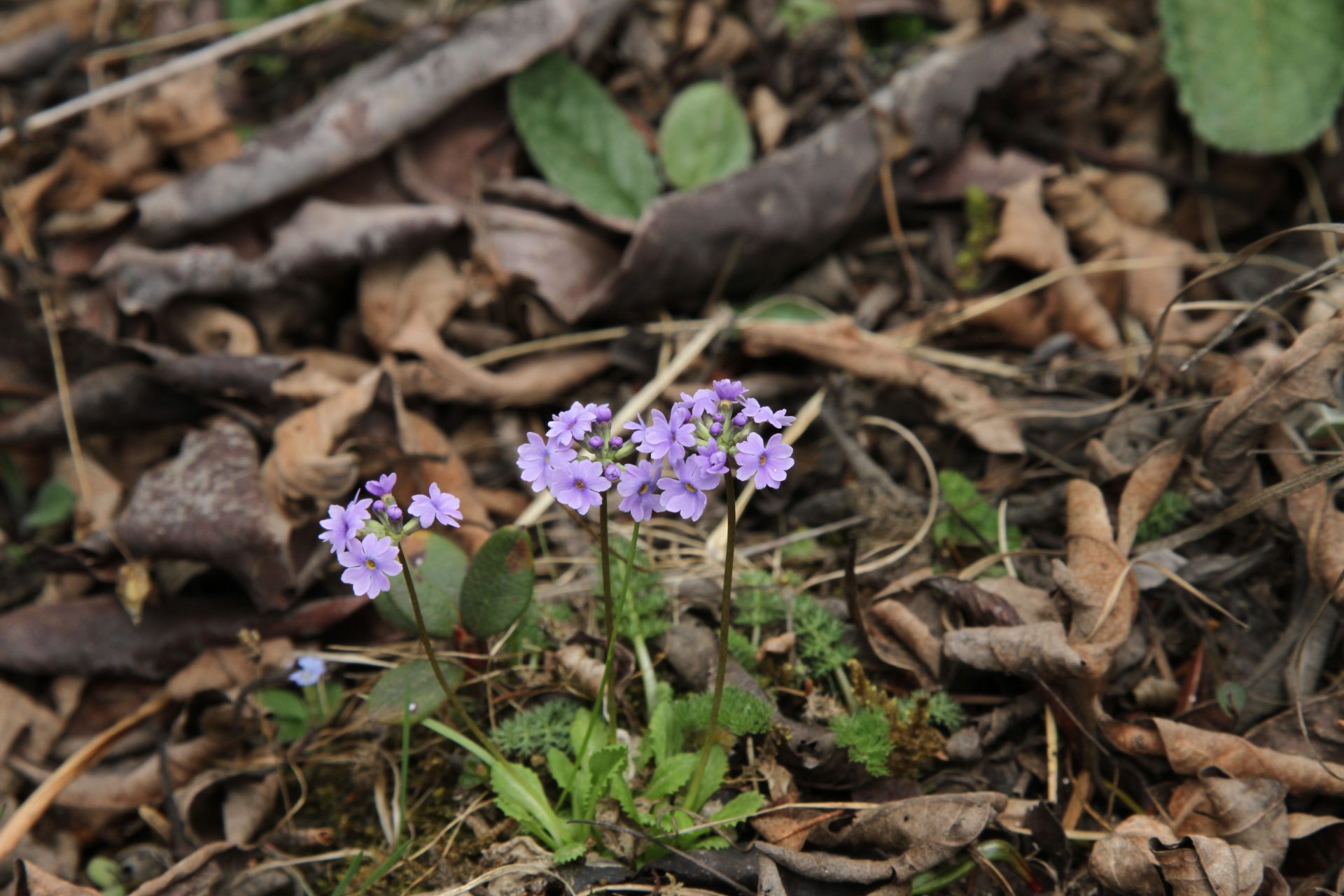 Primula glabra — Primulaceae