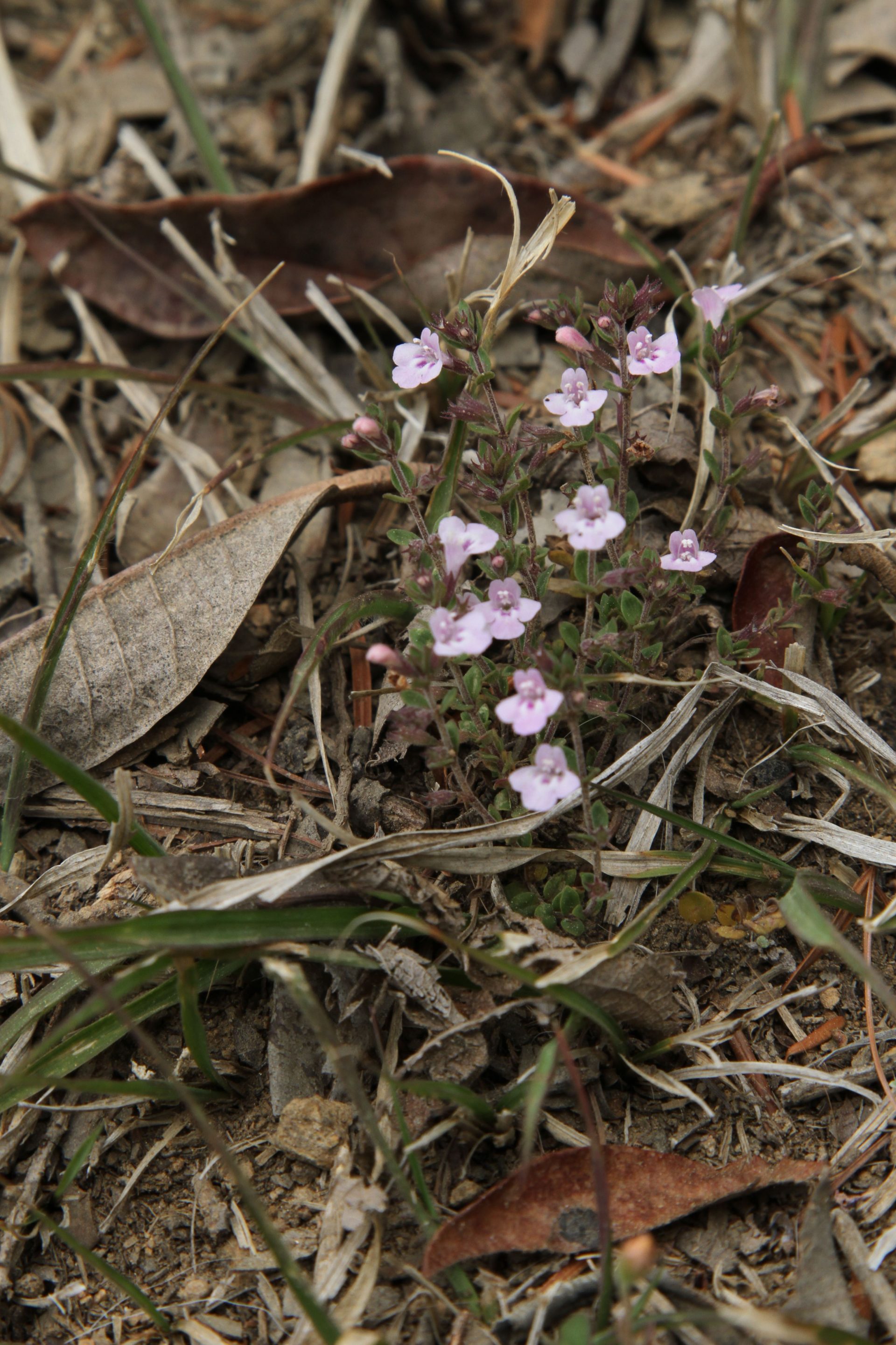 Micromeria biflora — Lamiaceae