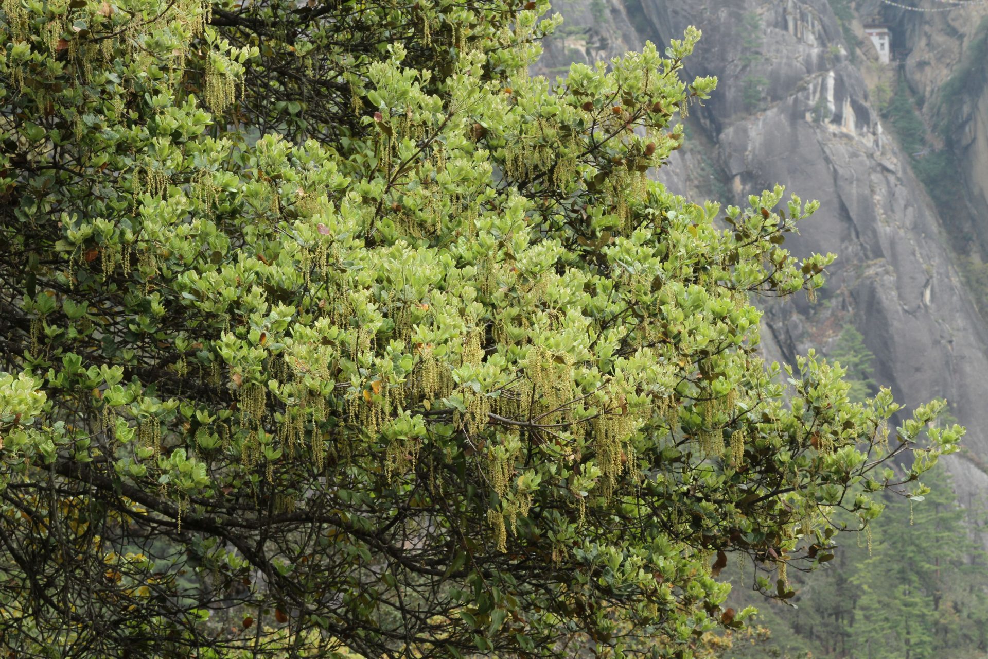 Quercus semecarpifolia — Fagaceae