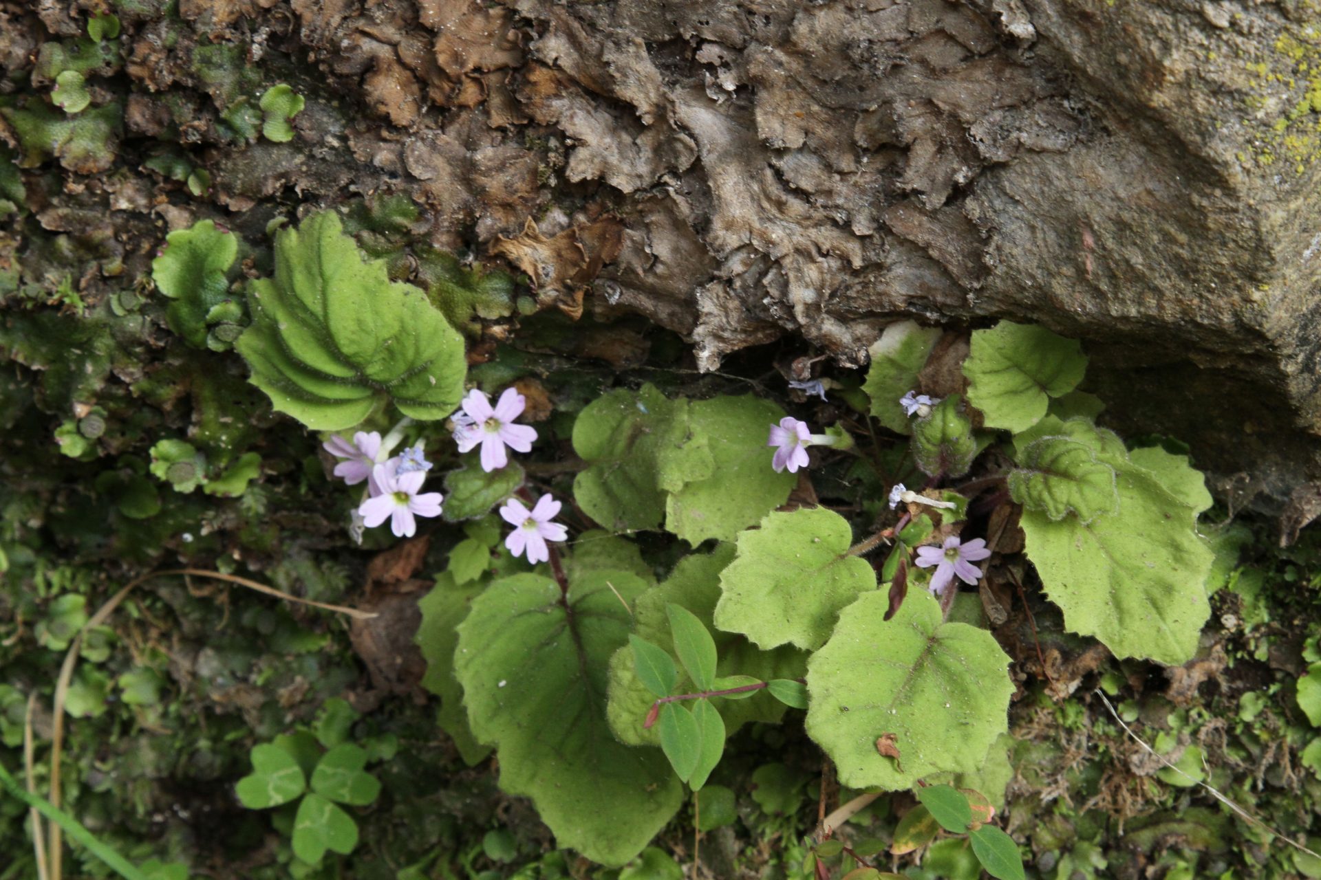 Primula filipes — Primulaceae