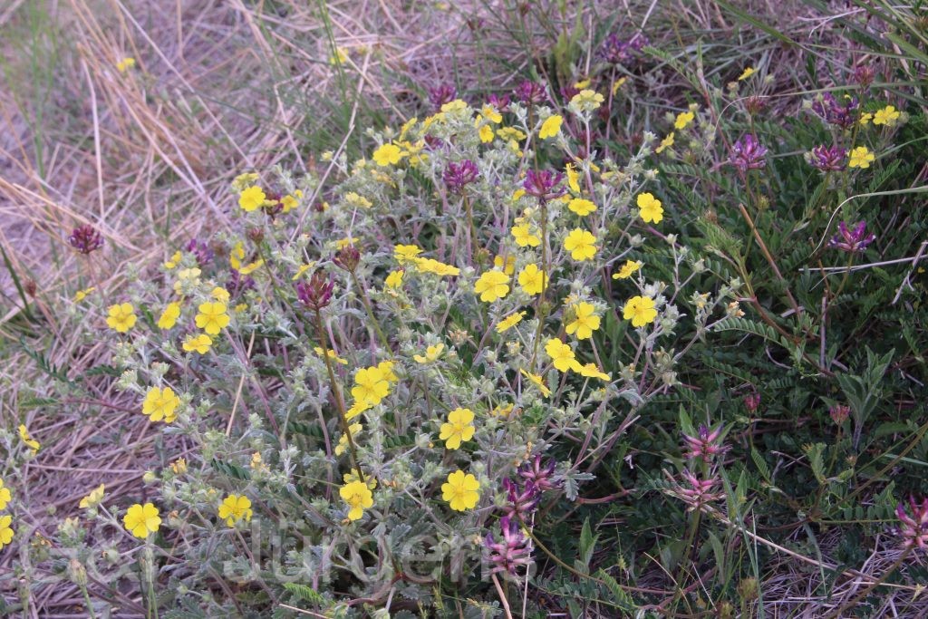 Bhutan2014 1073