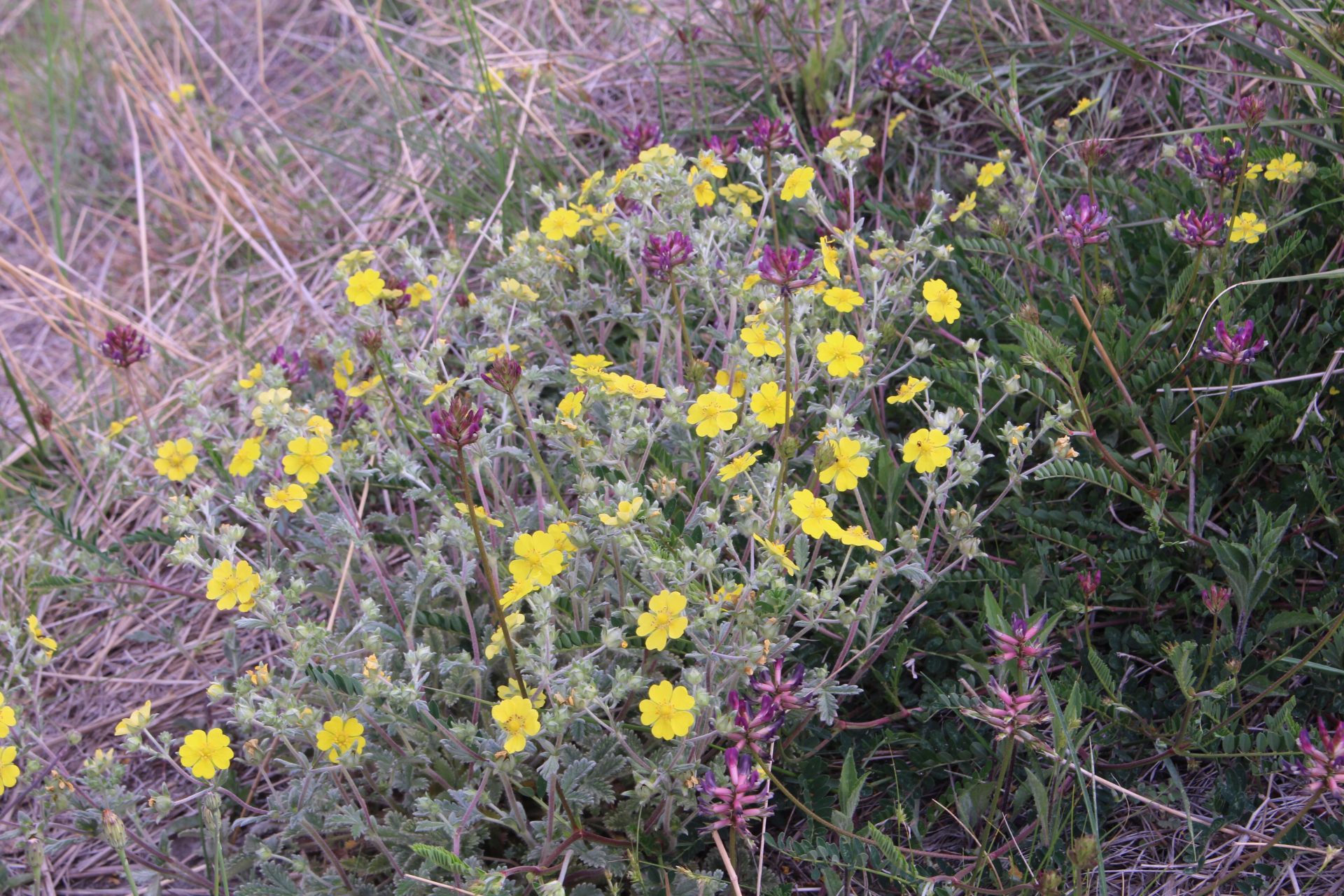 Potentilla saundersiana — Rosaceae