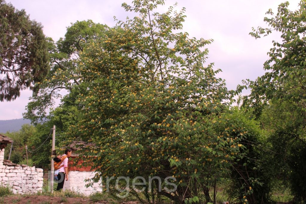 Bhutan2014 1083