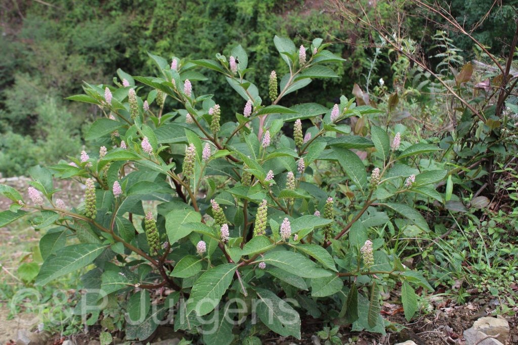 Bhutan2014 111