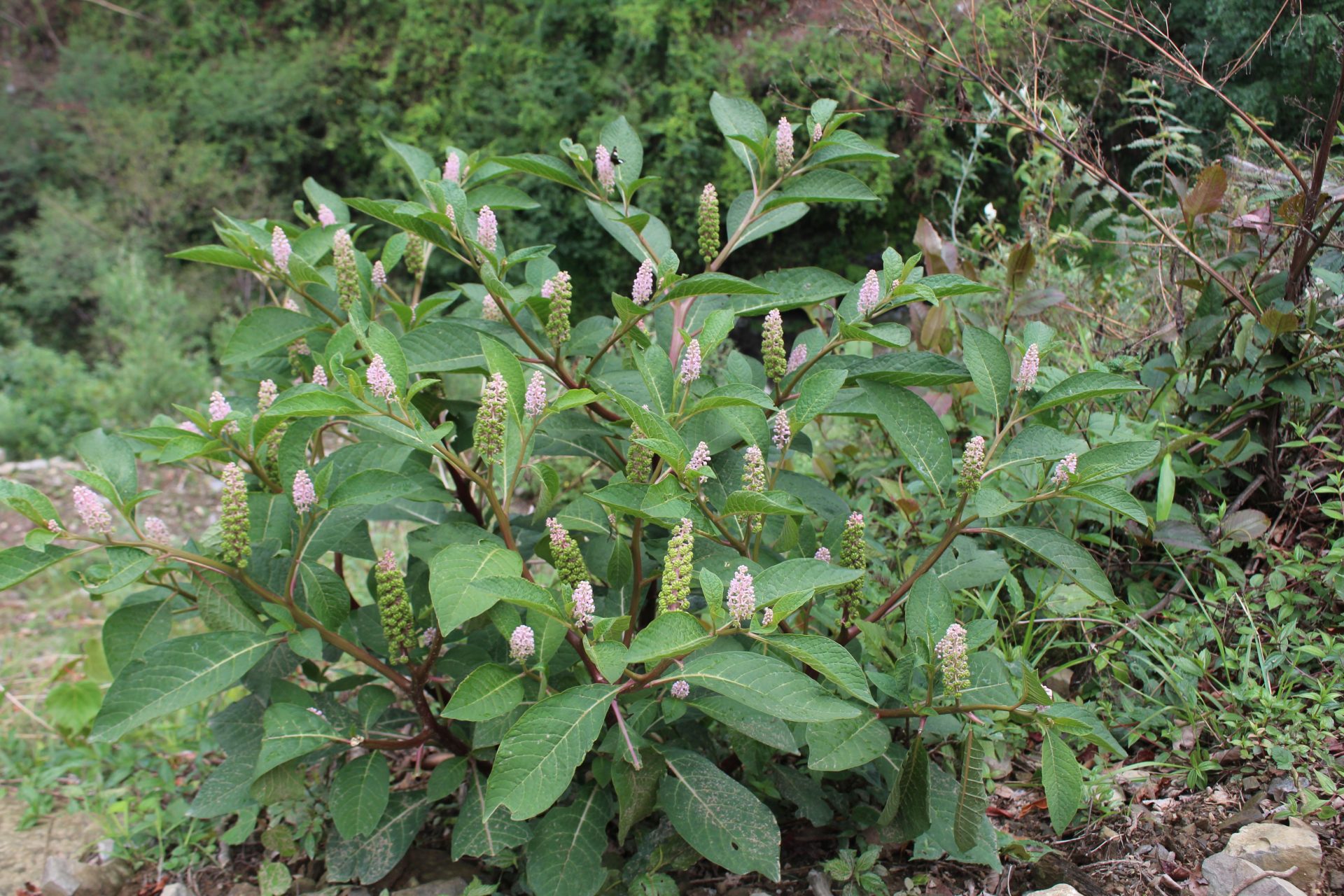 Phytolacca acinosa — Phytolaccaceae