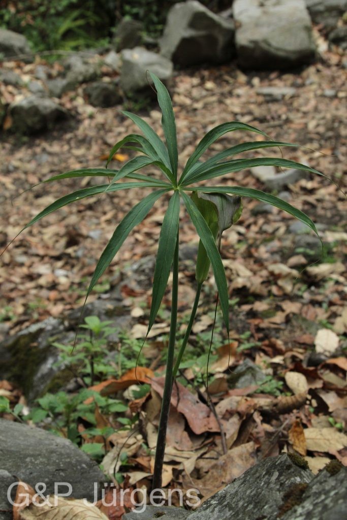 Bhutan2014 114