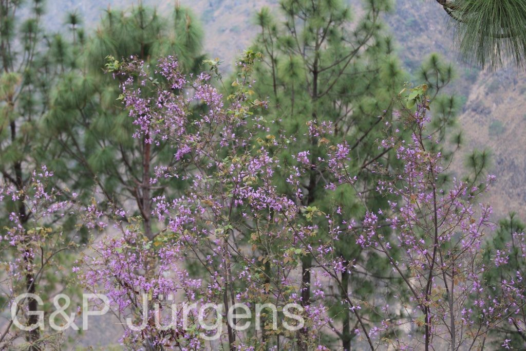 Bhutan2014 125