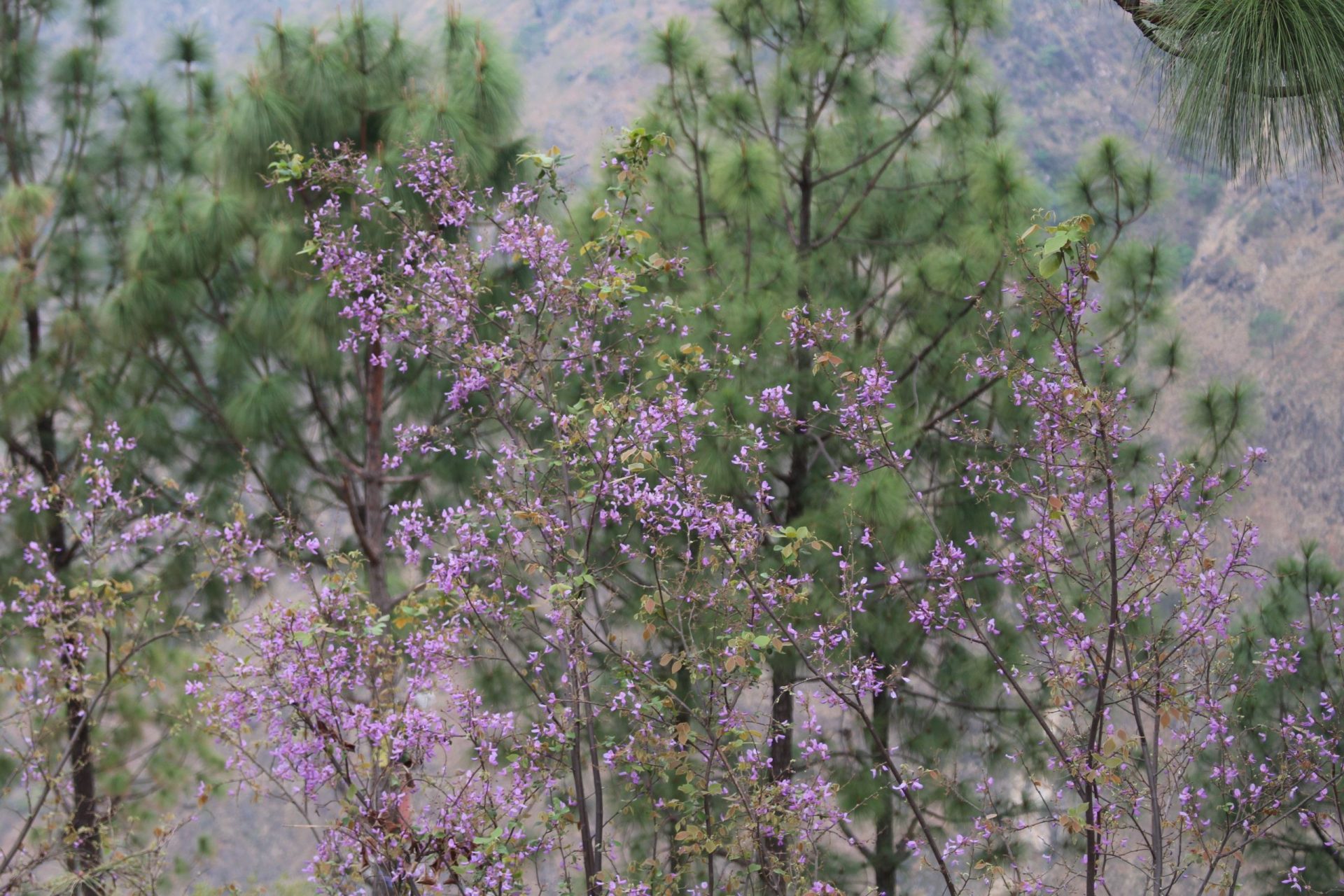 Sunhangia elegans — Fabaceae
