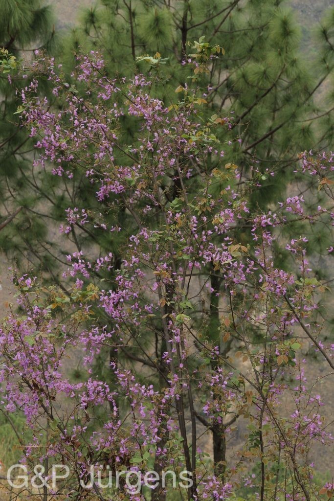 Bhutan2014 126