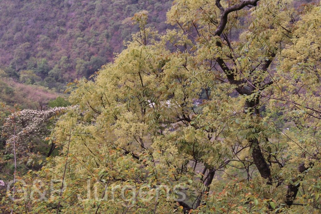 Bhutan2014 140