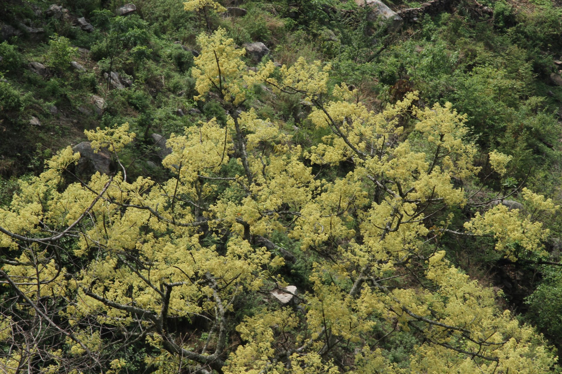 Garuga floribunda — Burseraceae