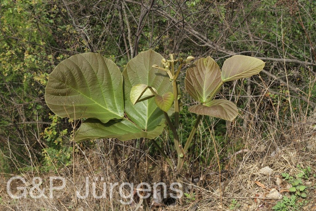 Bhutan2014 146