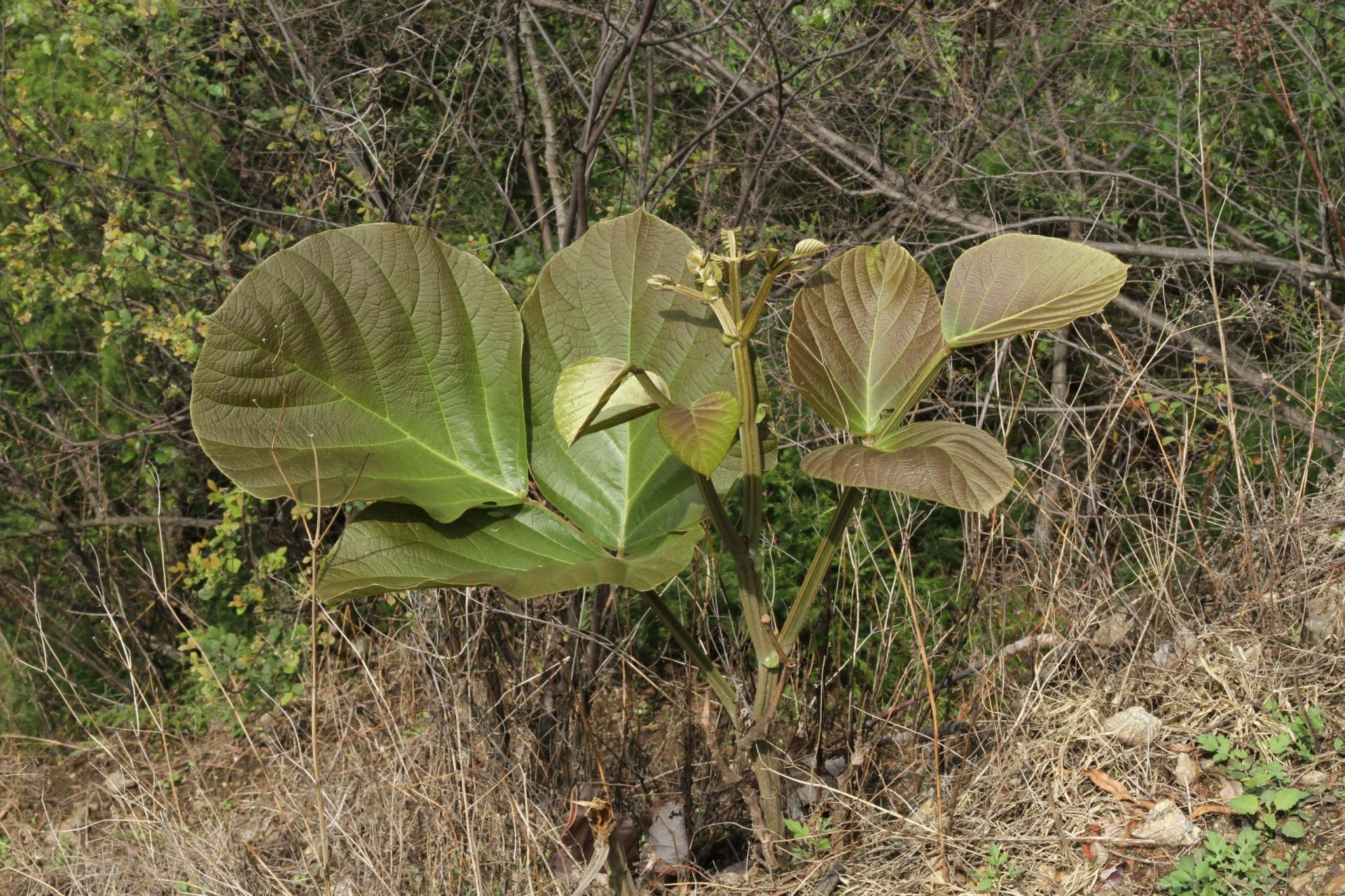 Butea buteiformis — Fabaceae
