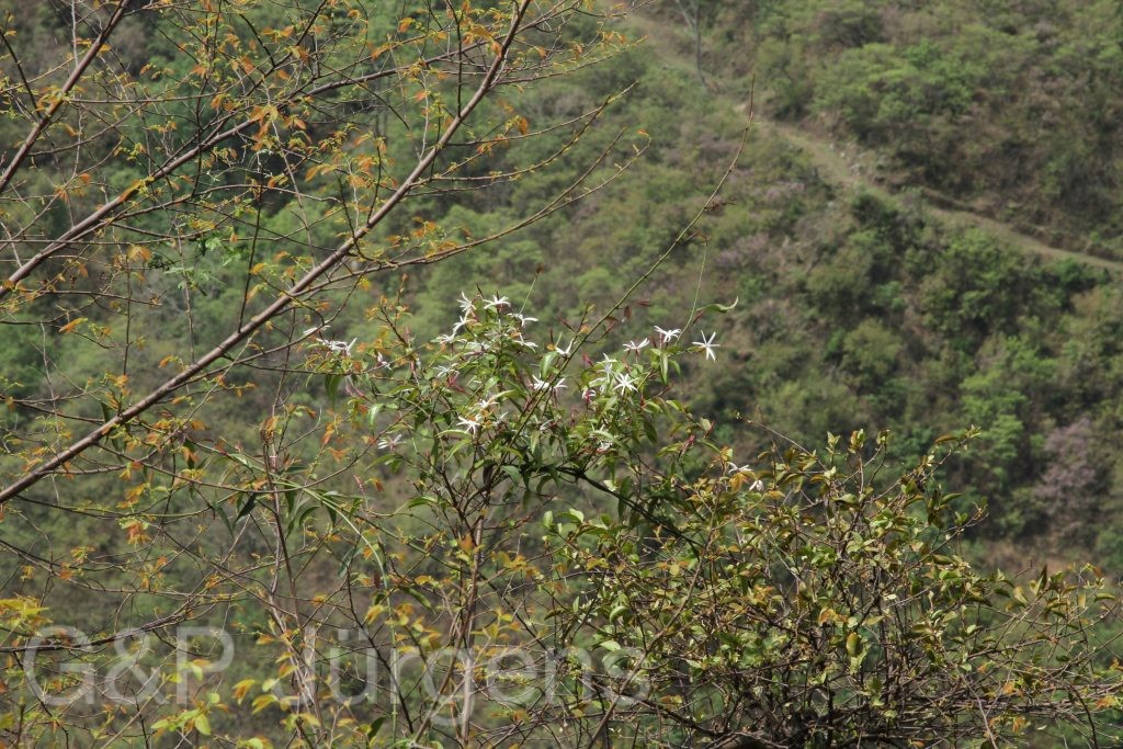 Bhutan2014 149