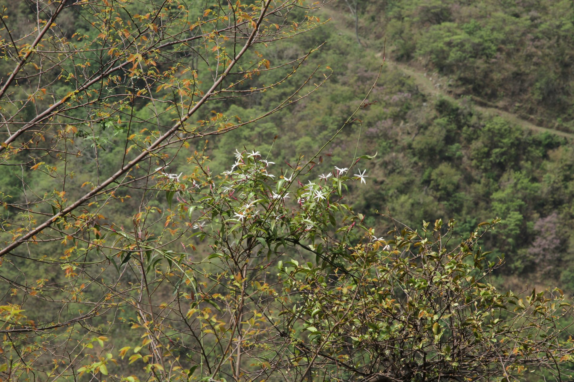 Jasminum laurifolium — Oleaceae
