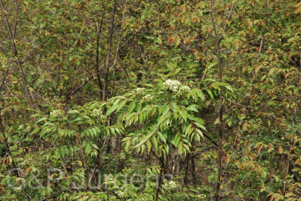 Bhutan2014 150