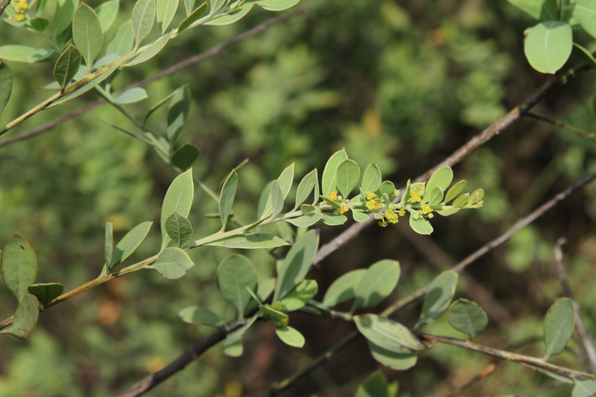 Osyris lanceolata — Santalaceae