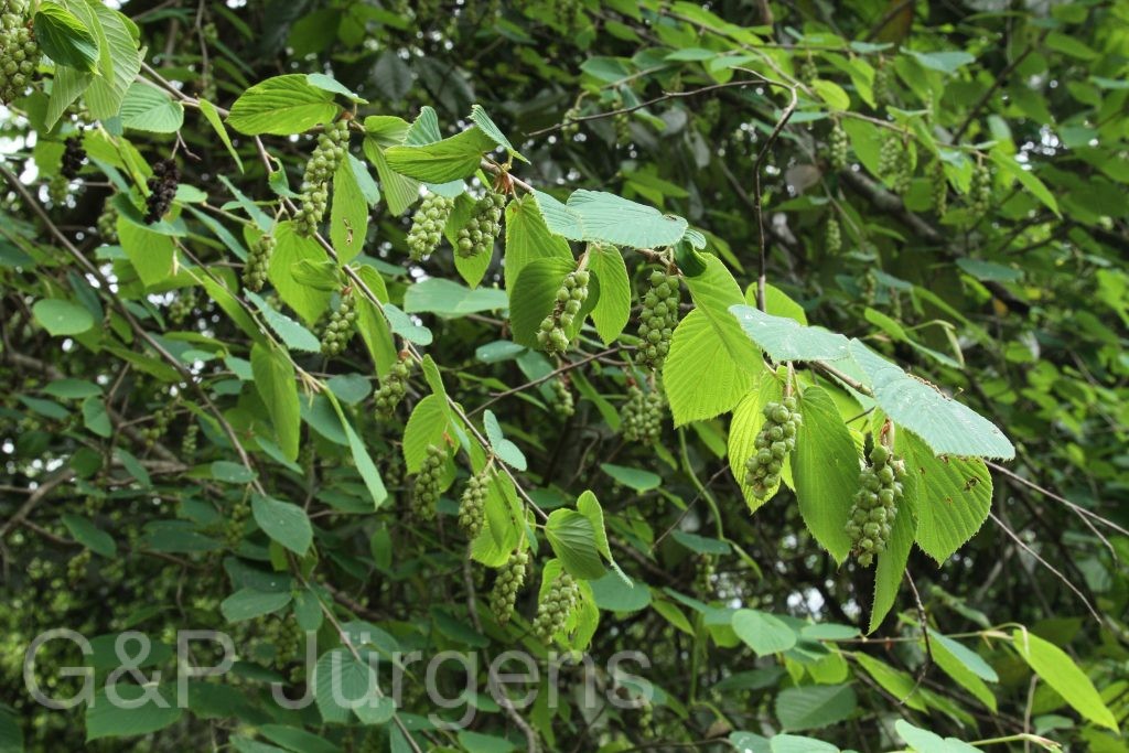 Bhutan2014 161