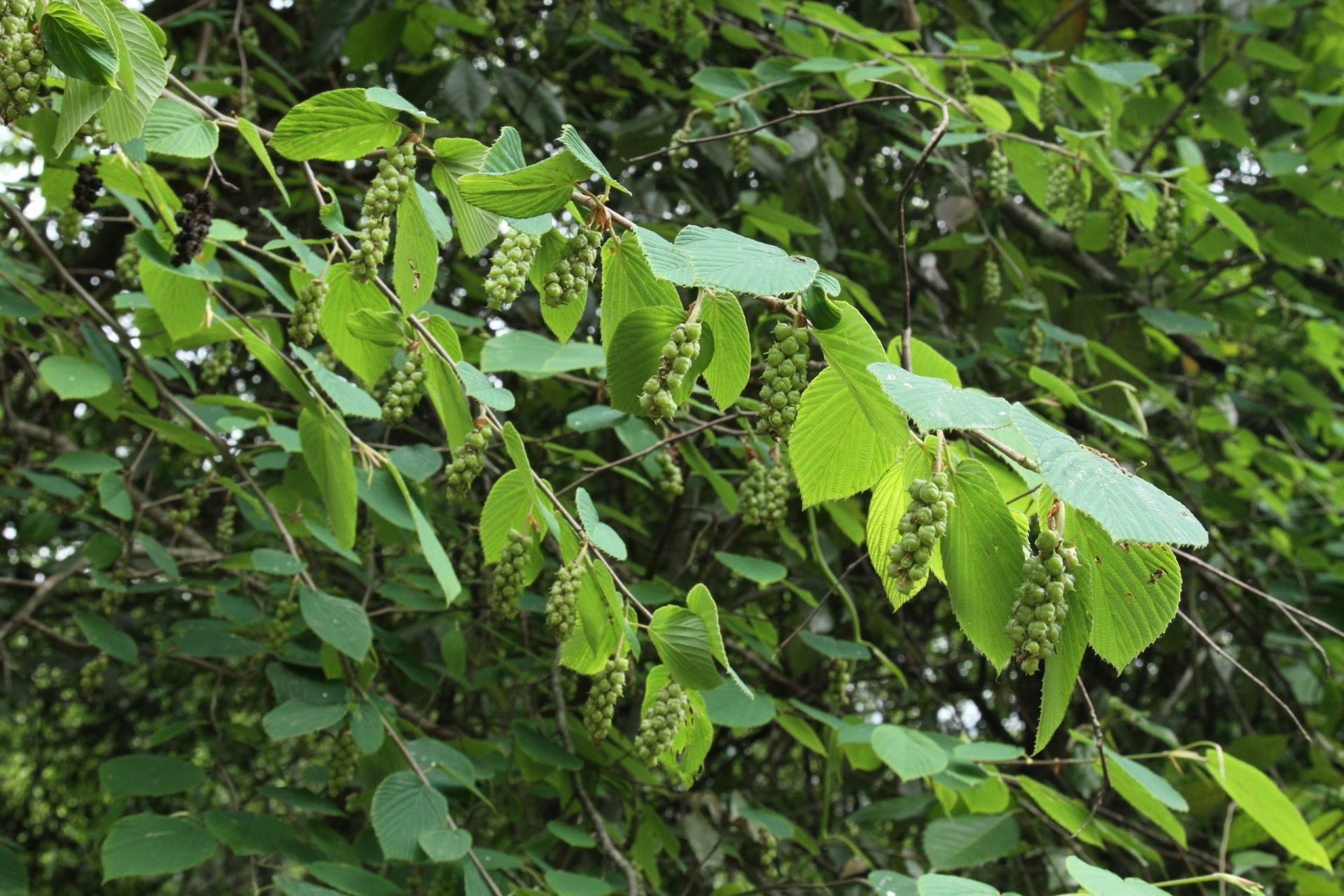 Corylopsis himalayana — Hamamelidaceae