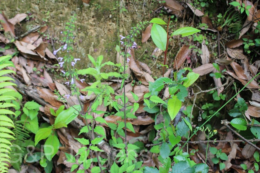 Bhutan2014 162