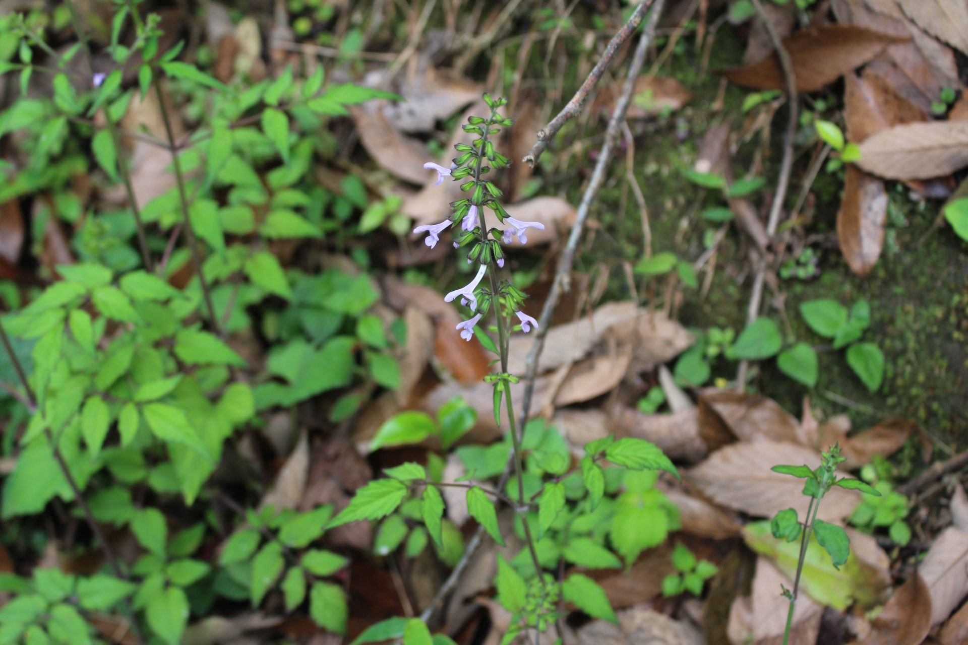 Salvia plectranthoides — Lamiaceae