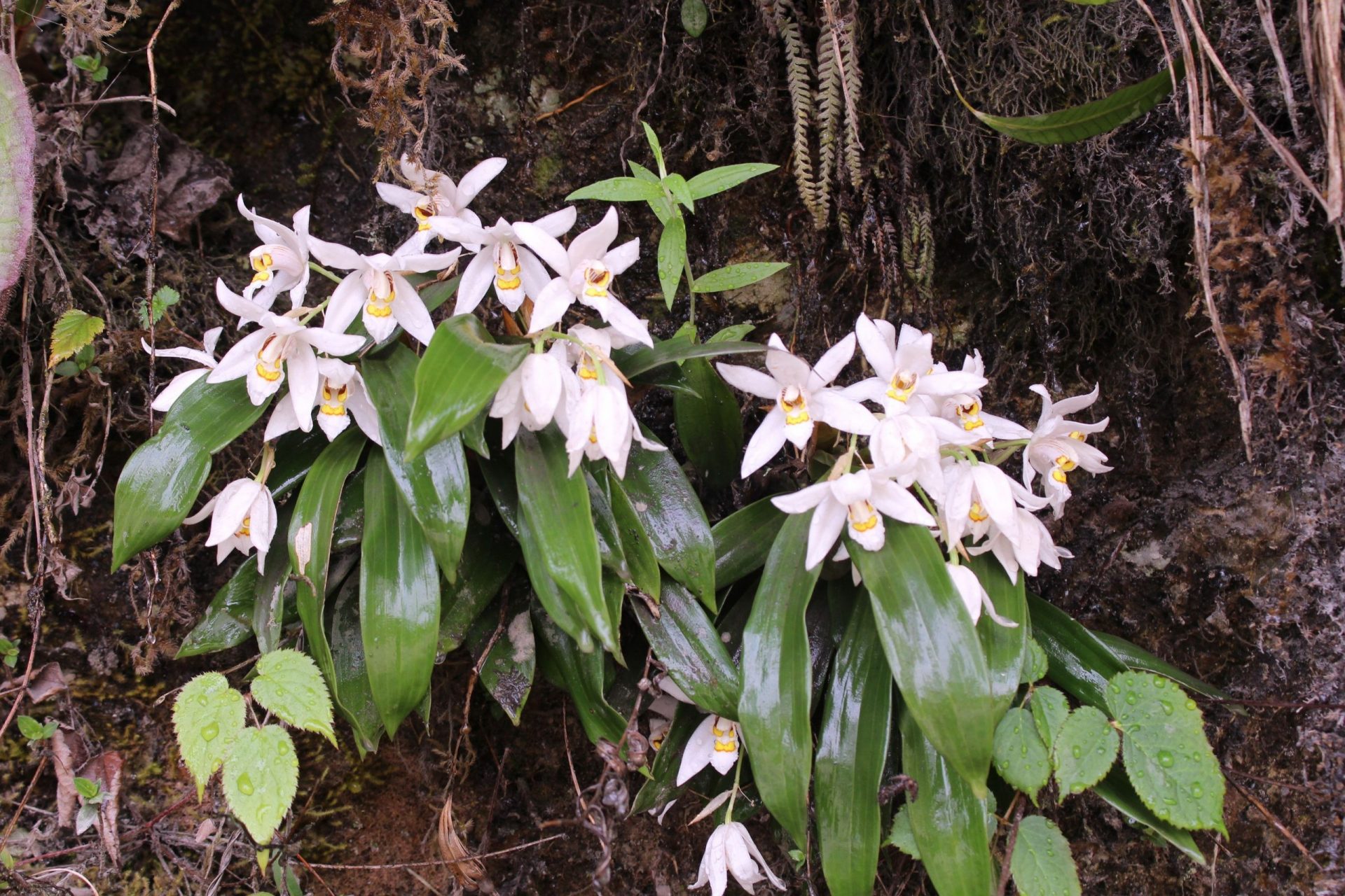 Coelogyne corymbosa — Orchideaceae