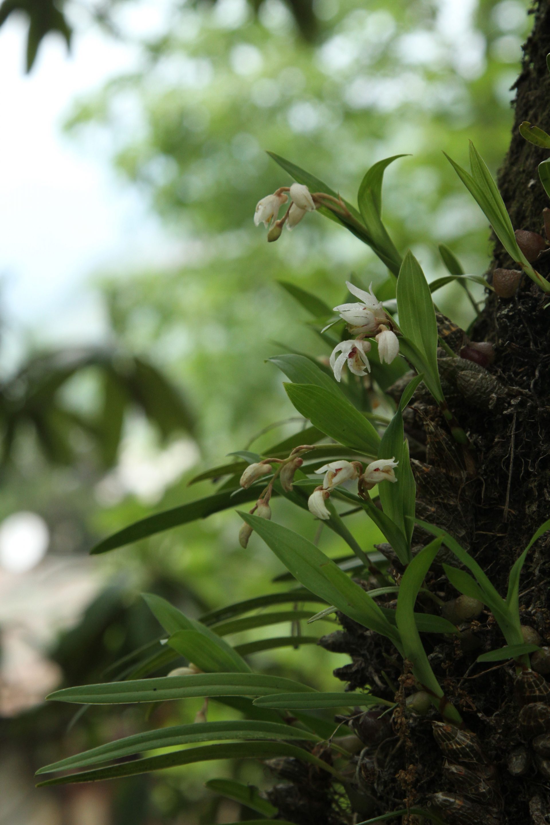 Eria clausa — Aristolochiaceae