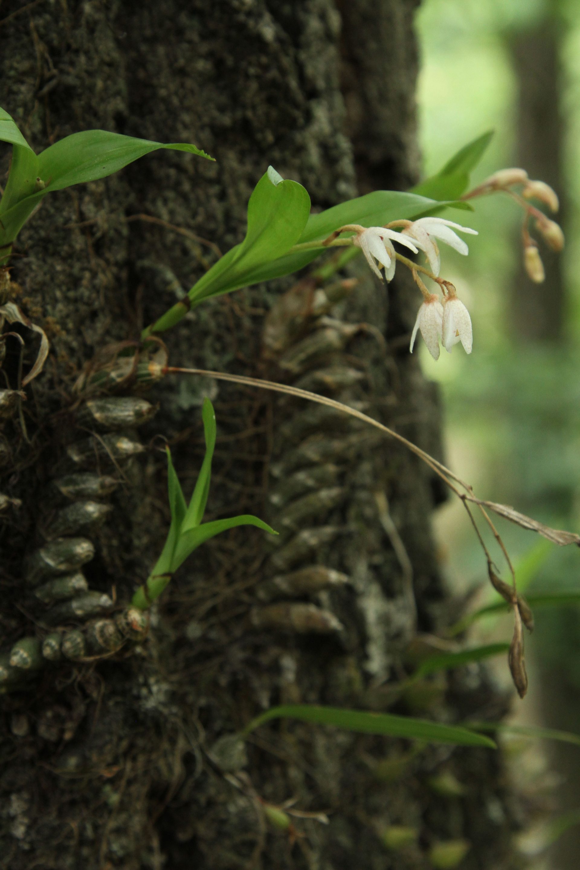 Pinalia excavata — Orchideaceae