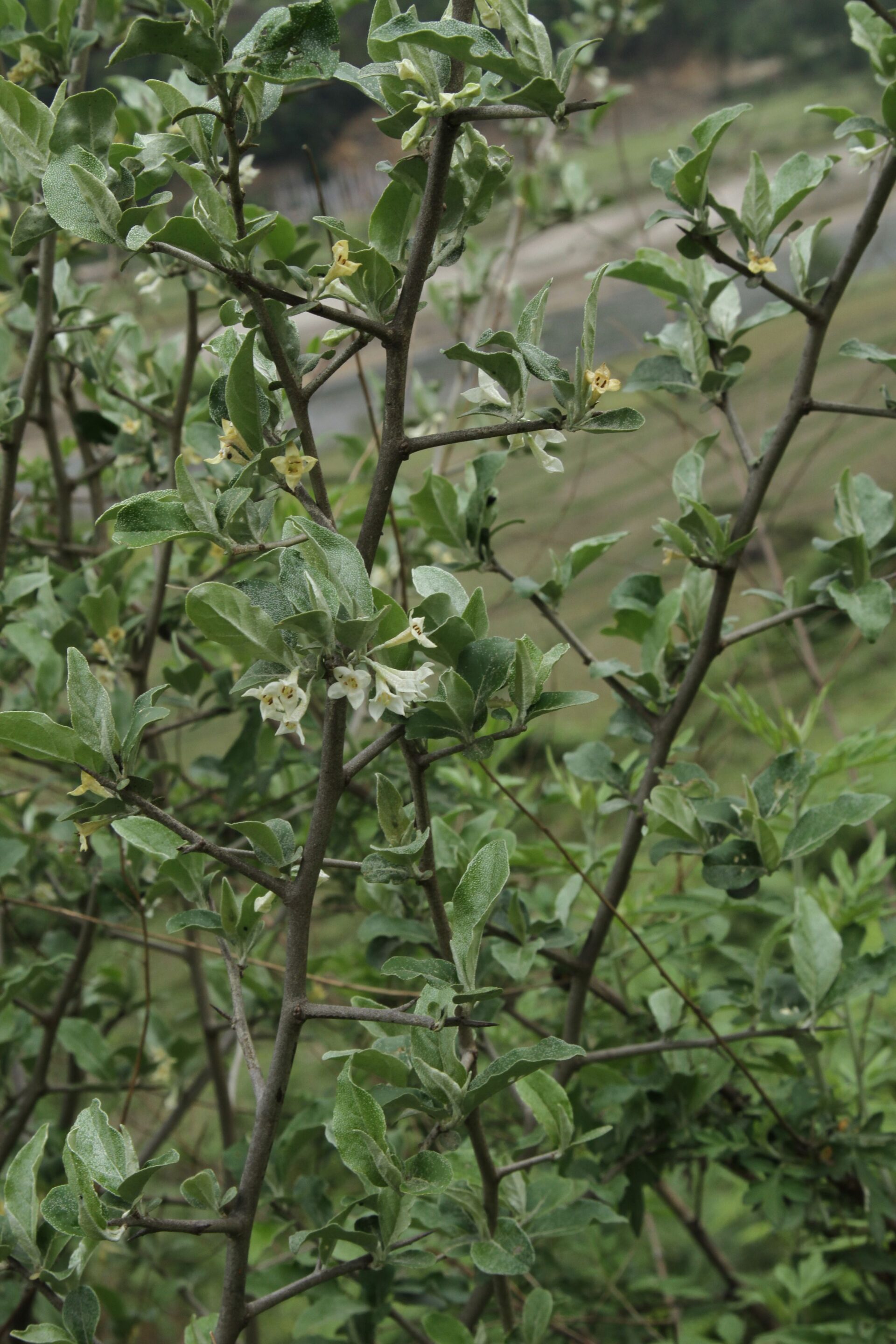 Elaeagnus umbellata var. umbellata — Elaeagnaceae