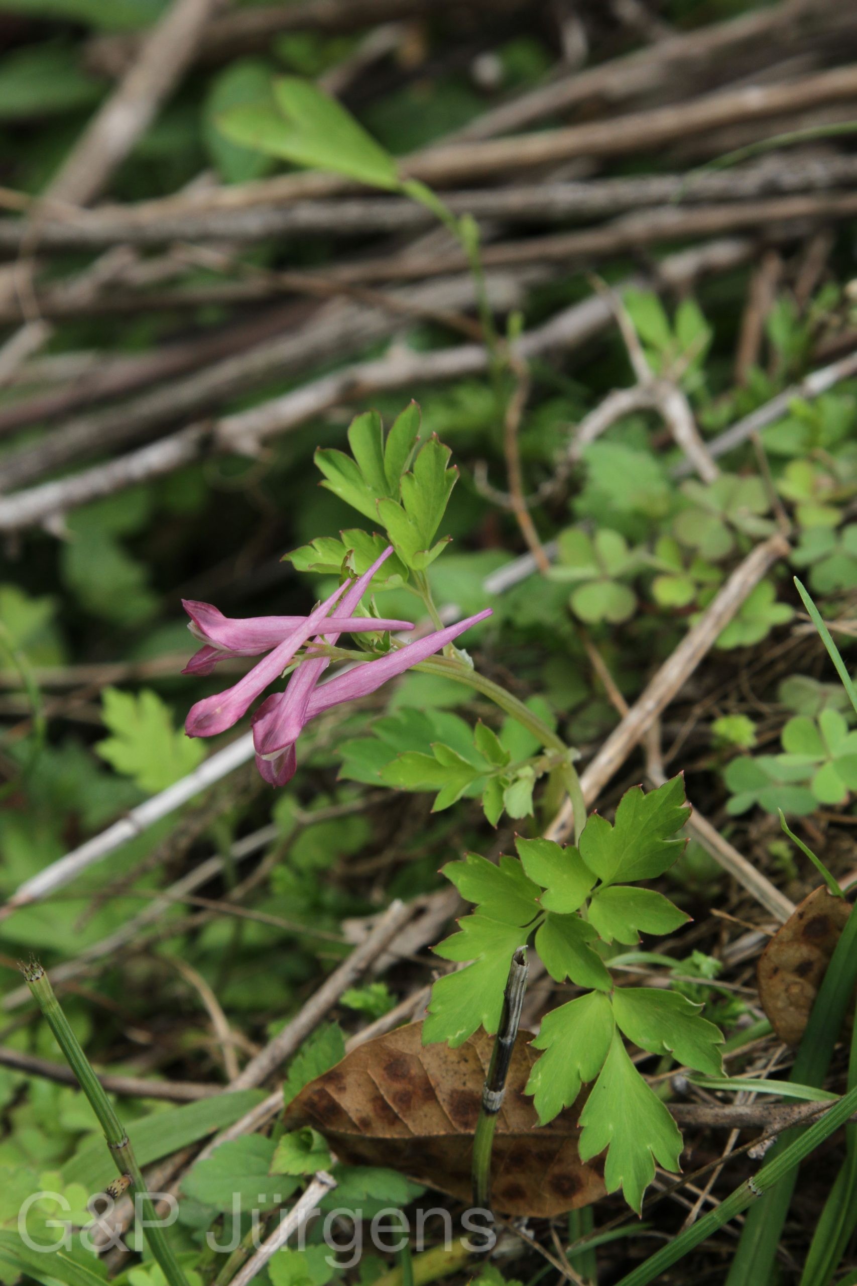 Corydalis leptocarpa — Papaveraceae