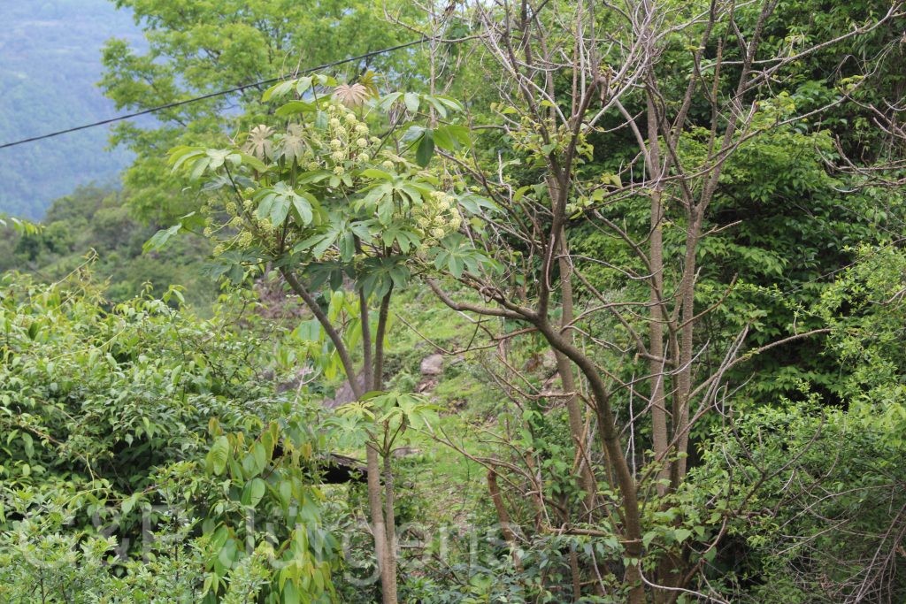 Bhutan2014 186