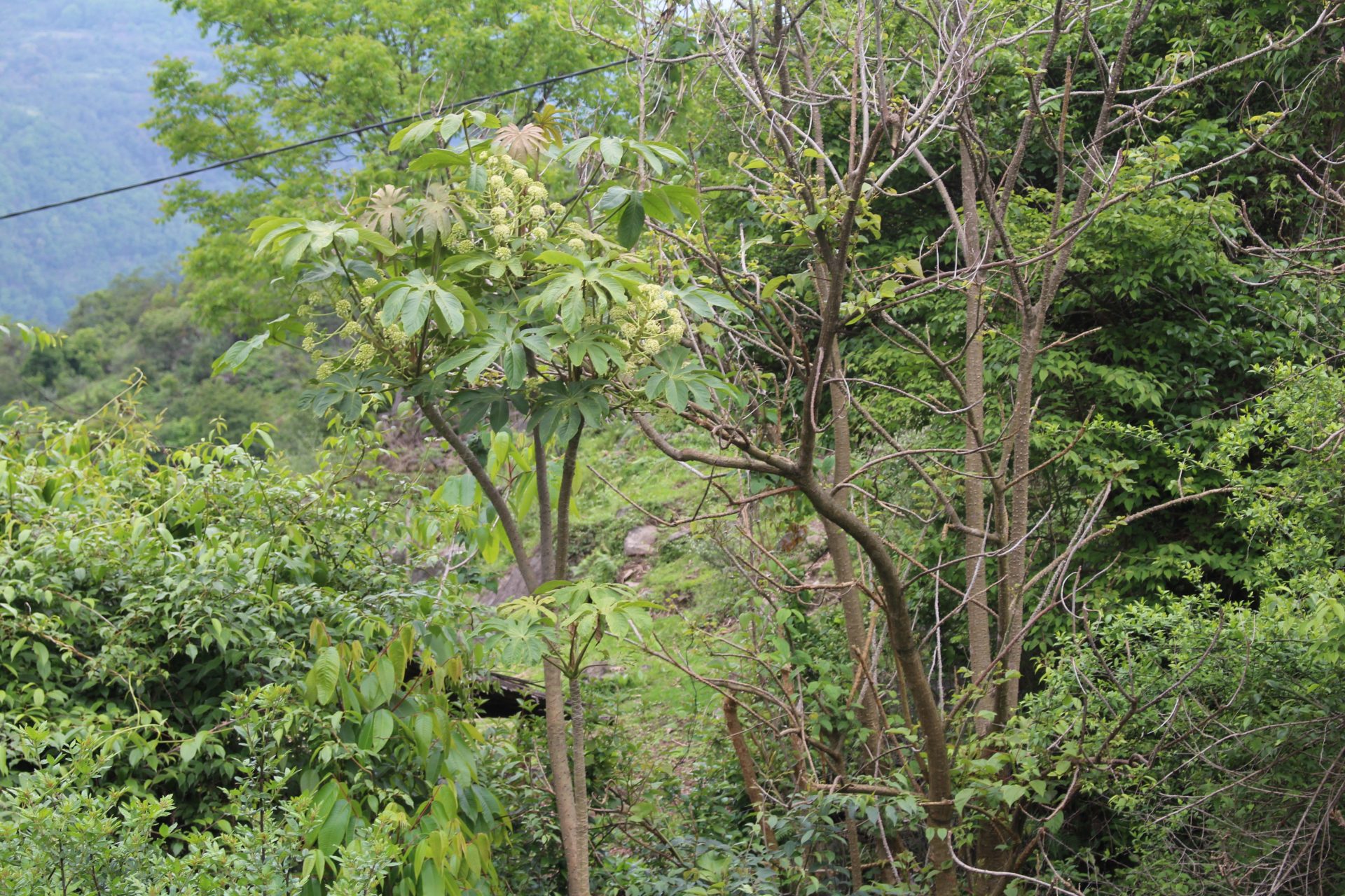 Brassaiopsis glomerulata — Araliaceae