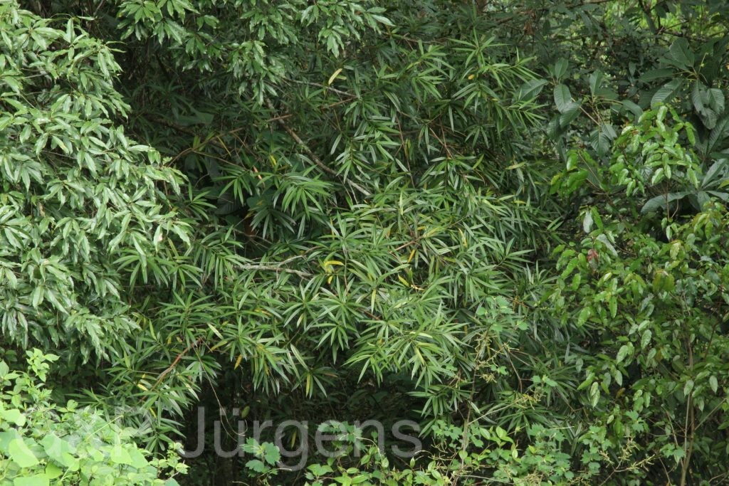 Bhutan2014 194