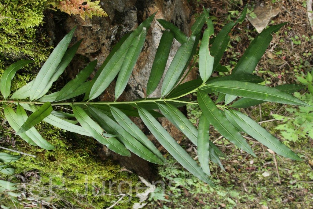 Bhutan2014 195